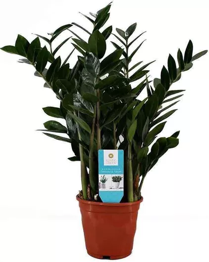 Zamioculcas Zamiifolia 14cm