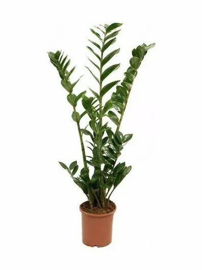 Παχύφυτο Zamioculcas Εσωτερικού Χώρου 90cm