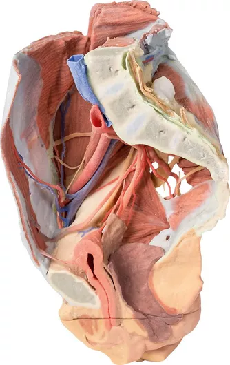 Γυναικεία Δεξιά Πύελος