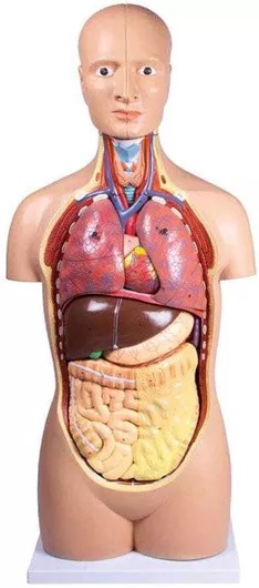 Πρόπλασμα Erler Zimmer Κορμού