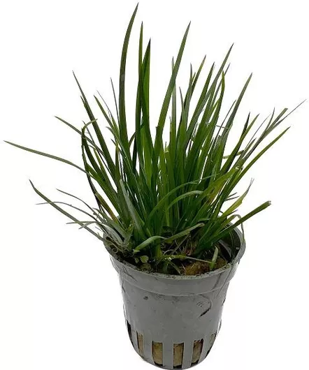 Ζωντανό Φυτό Ενυδρείου Stoffels Acorus Gramineus Pusillus