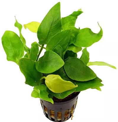 Ζωντανό Φυτό Ενυδρείου Stoffels Anubias Barteri