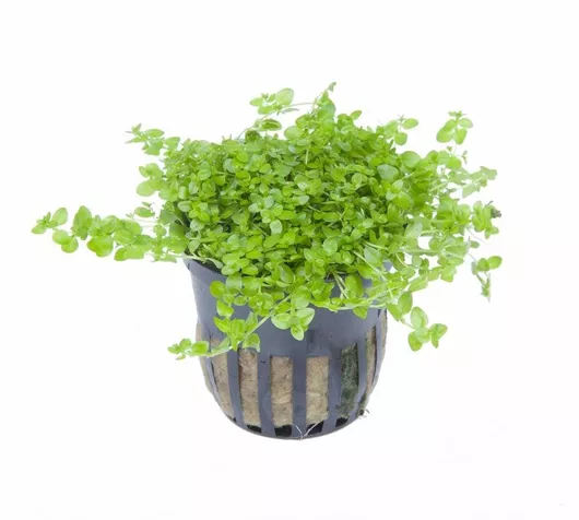 Ζωντανό Φυτό Ενυδρείου Zebra Micranthemum Glomeratum