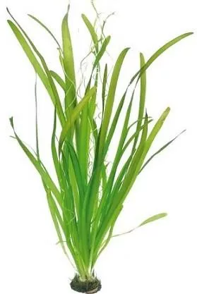 Ζωντανό Φυτό Ενυδρείου Zebra Vallisneria Australis Gigantea