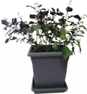 Πλέκτρανθος Verticilatus (Anthracite) Garden's Life
