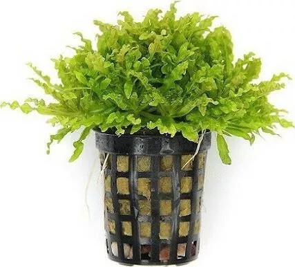 Ζωντανό Φυτό Ενυδρείου Pogostemon helferi Pot