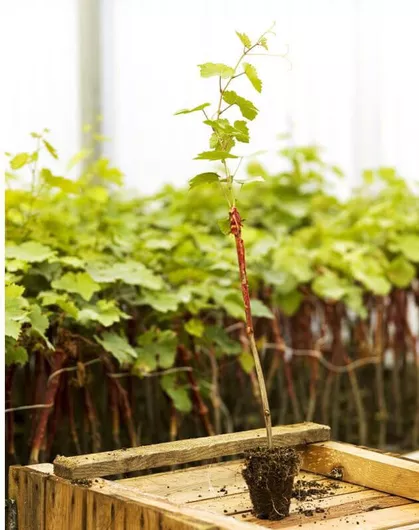 Φυτό Κλήμα Επιτραπέζιο Ποικιλία Σουλτανίνα Λευκό