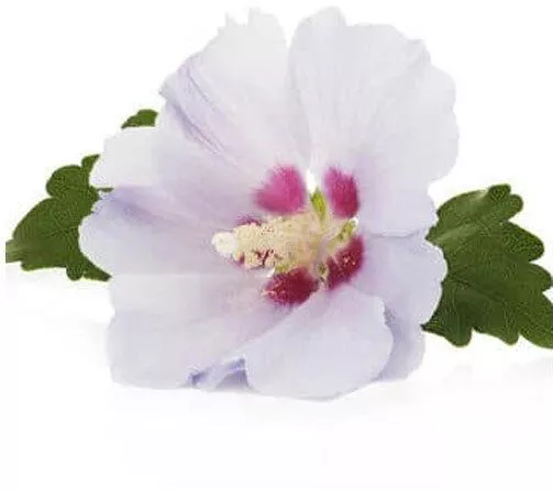 Αρωματικό Κερί Βάζο 1000gr