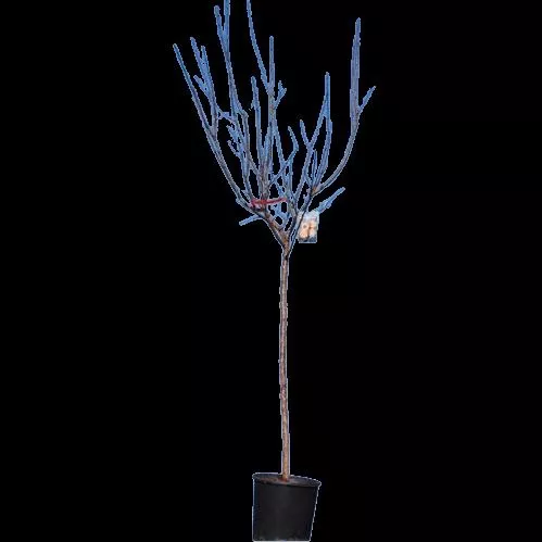 Βερικοκιά Διαμαντοπούλου 12lt