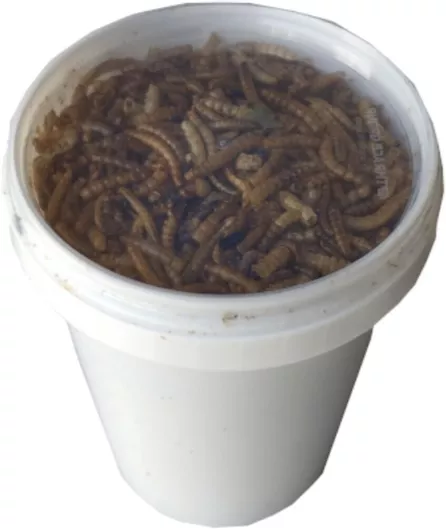 Τροφή Ερπετού Αποξηραμένα Aλευροσκούληκα Mealworm 500ml/100gr