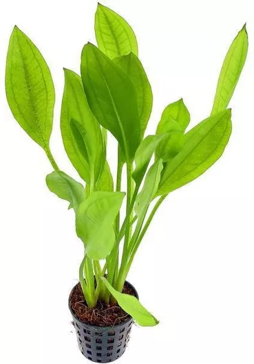 Ζωντανό Φυτό Ενυδρείου Echinodorus Grisebachii Bleherae