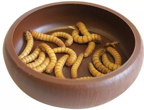Komodo Mealworm Dish