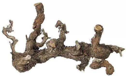 Ρίζα Αμπελιού 20-25cm