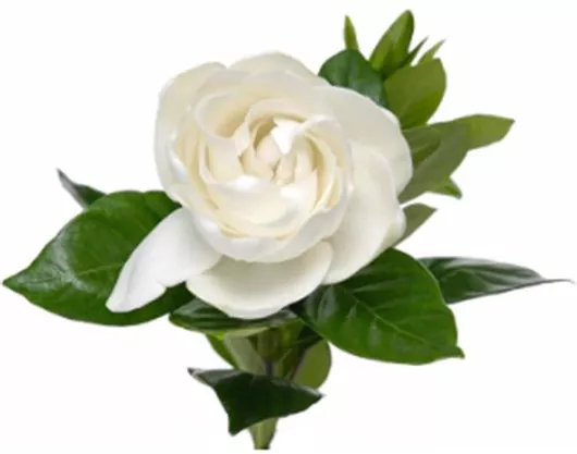 Τσάι 8 Φακελάκια 20gr