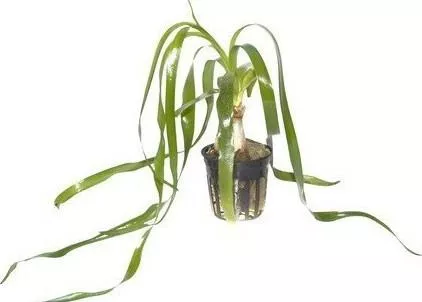 Tropica Potted Crinum Thaianum