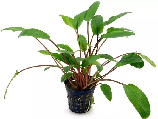 Ζωντανα Φυτα Ενυδρειου Cryptocoryne Beckettii Viridifolia