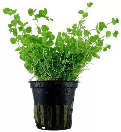 Micranthemum Umbrosum Potted