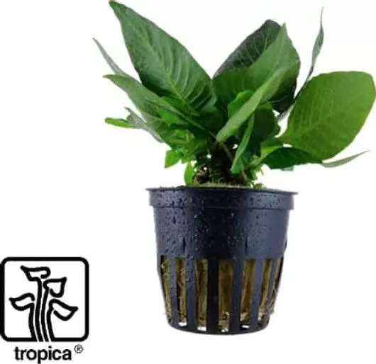Tropica Hygrophila Corymbosa Compact