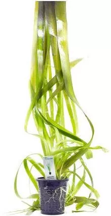Aquaflora Vallisneria Australis Gigantea Xl