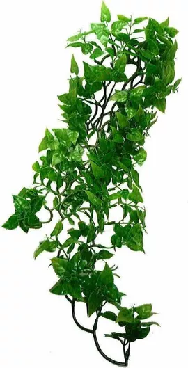 Komodo Philodendron Hanging Plant Medium