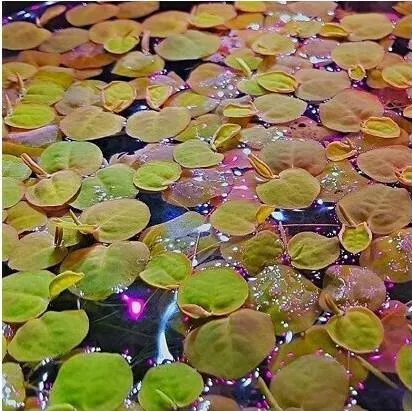 Phyllanthus fluitans(ΦΠ)