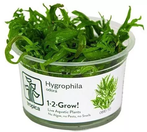 Tropica 1-2-grow Ζωντανό Φυτό Ενυδρείου Hygrophila Polysperma