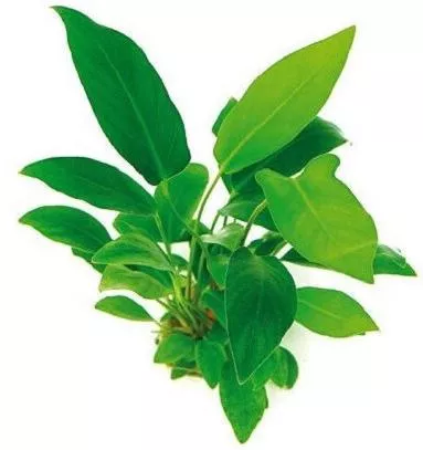 Dennerle Anubias Hastifolia Pot