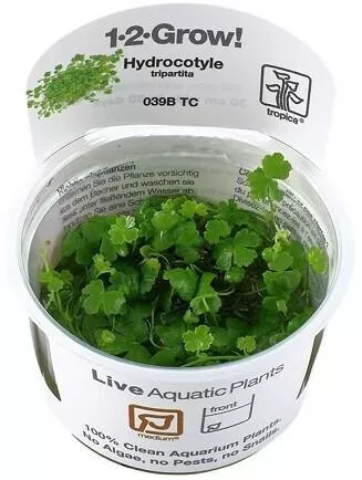 Tropica Ζωντανό Φυτό Ενυδρείου Hydrocotyle