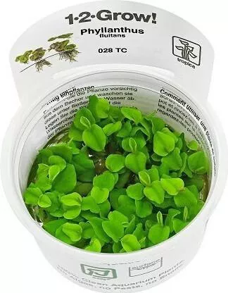 Tropica Phyllanthus Fluitans 1-2-Grow