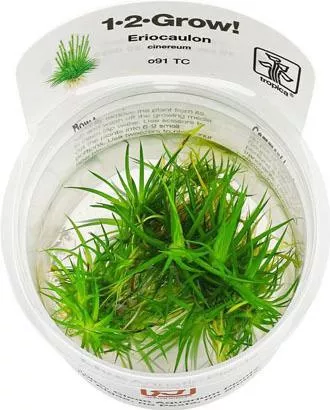 Tropica 1-2 Grow! Ζωντανό Φυτό Ενυδρείου Juncus Repens