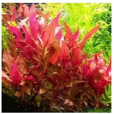 Misirlis Aquarium Alternanthera Reineckii Pink(ΦΠ)