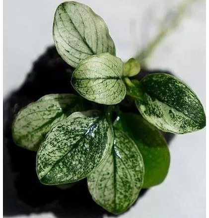 Anubias nana Pinto with moss σε nano stone(ΦΠ)