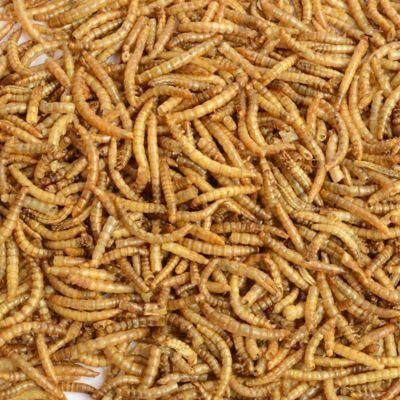 Αποξηραμένο Σκουλίκι Mealworm 300gr
