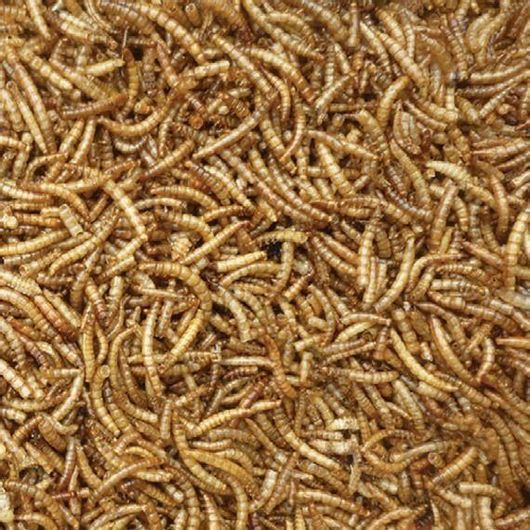 Αποξηραμένο Σκουλίκι Mealworm 1000gr