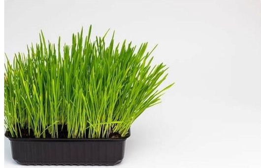 Χόρτο Τρωκτικών σε Σκαφάκι 150gr