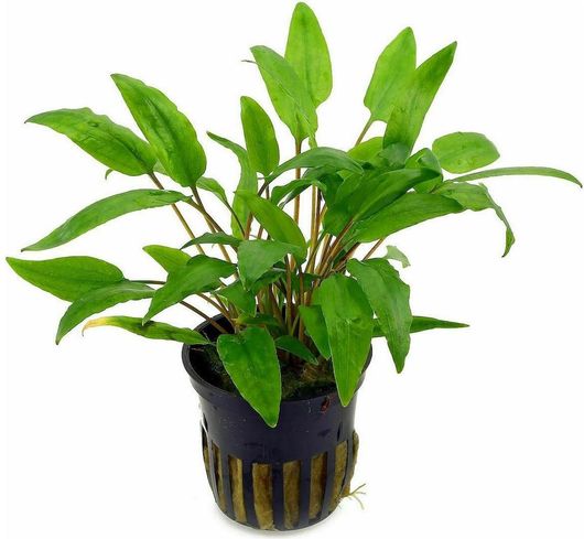 Φυτό Ενυδρείου Cryptocoryne wendtii green σε Γλαστράκι