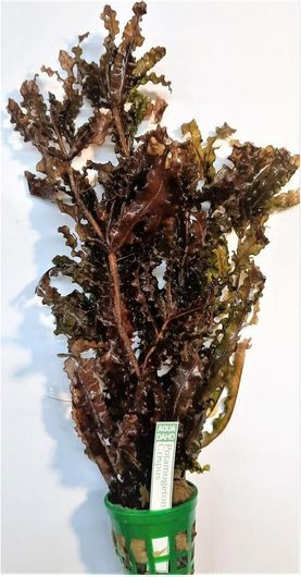 Φυτό Ενυδρείου Potamogeton crispus pot