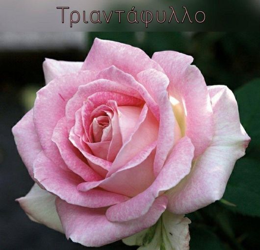 Κερί Candle Lab Σόγιας Τριαντάφυλλο 212ml