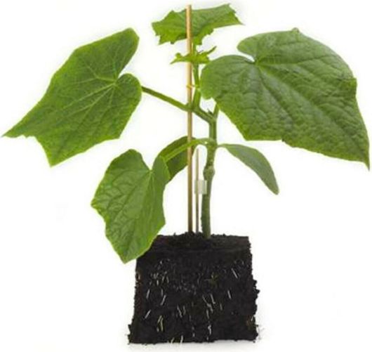 Σπόροι Υποκείμενα Κολοκυνθοειδών Carnivor 1000τμχ