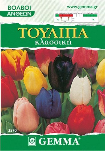Βολβoί Gemma Τουλίπας Σετ 4τμχ