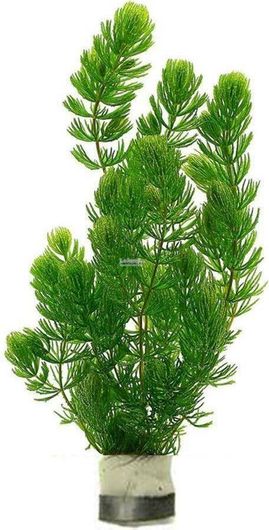 Φυτό Ενυδρείου SonGrow Ceratophyllum