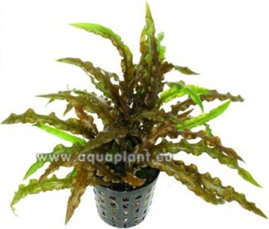 Φυτό Ενυδρείου SonGrow Cryptocoryne costata