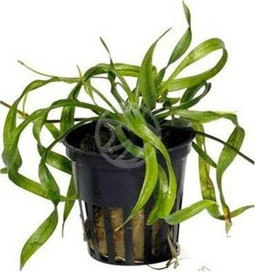 Φυτό Ενυδρείου SonGrow Echinodorus Vesuvius