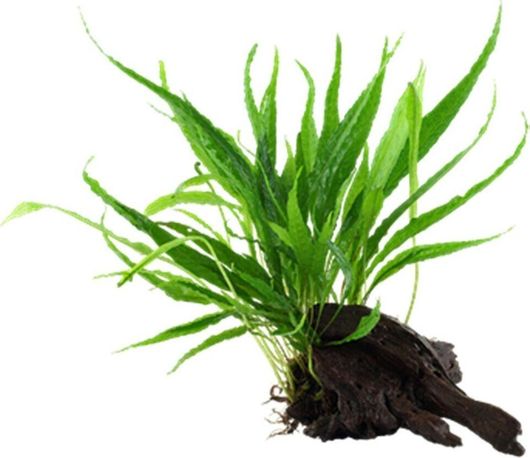 Φυτό Ενυδρείου SonGrow Microsorum Wood S