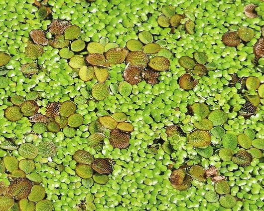 Φυτό Ενυδρείου SonGrow Salvinia minima