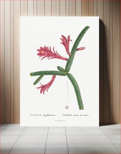 Πίνακας Cactus Flagelliformis Image from Histoire des Plantes Grasses (1799) by Pierre-Joseph... 100x150