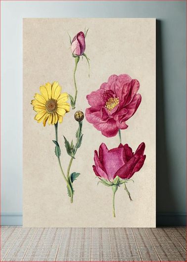 Πίνακας A Sheet of Studies with French Roses and an Oxeye Daisy (1570) by Jacques Le Moyne de... 115x170