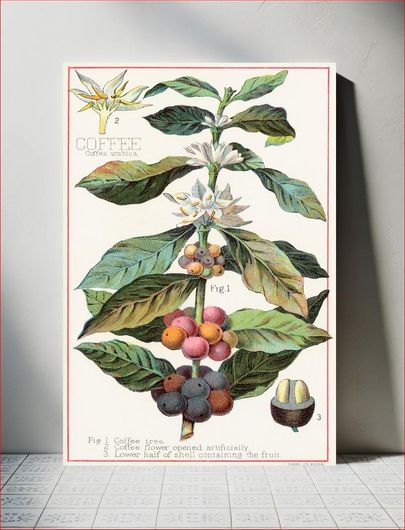 Πίνακας Coffee, Coffea Arabica (1870–1900), vintage botanical illustration by Davis, Sacker &... 40x50