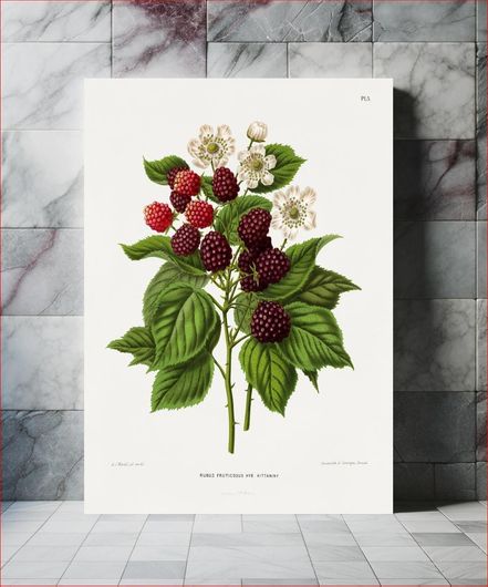 Πίνακας Blackberry (Rubus Fruticosus Hyb Kittaniny) chromolithograph plates by Abraham Jacobus... 70x100