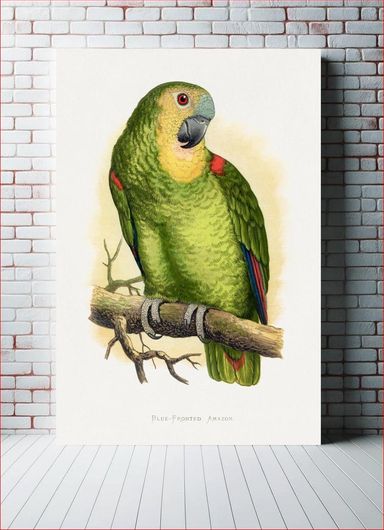 Πίνακας Blue-Fronted Amazon (Amazona aestiva) colored wood-engraved plate by Alexander Francis... 100x150